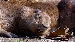 Baby Capybara Yawns and Falls Asleep Under His Mother's Watchful Eye