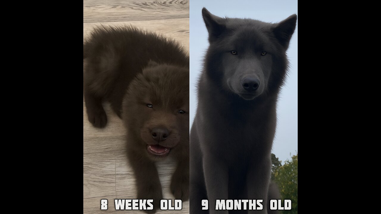 From Fluff to Fierce: 8 Weeks vs 9 Months