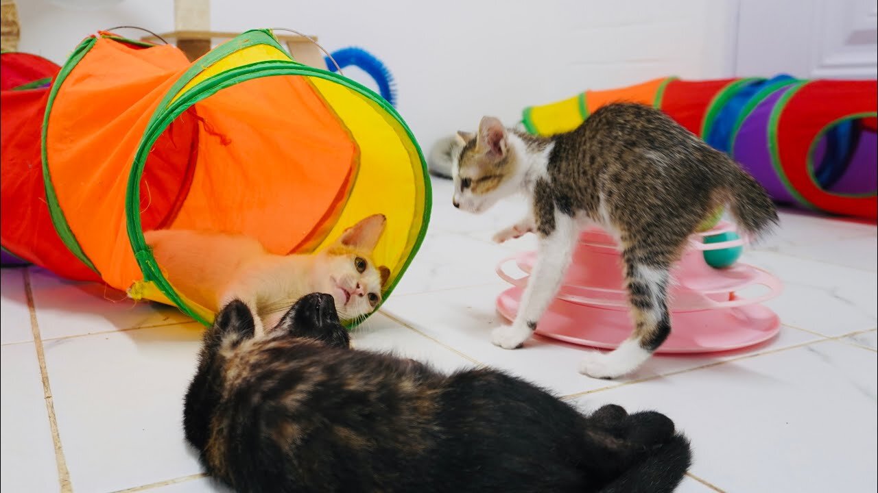 Little Kitten MiMi So surprised after seeing her Friends in the Tunnel and Then run away from them