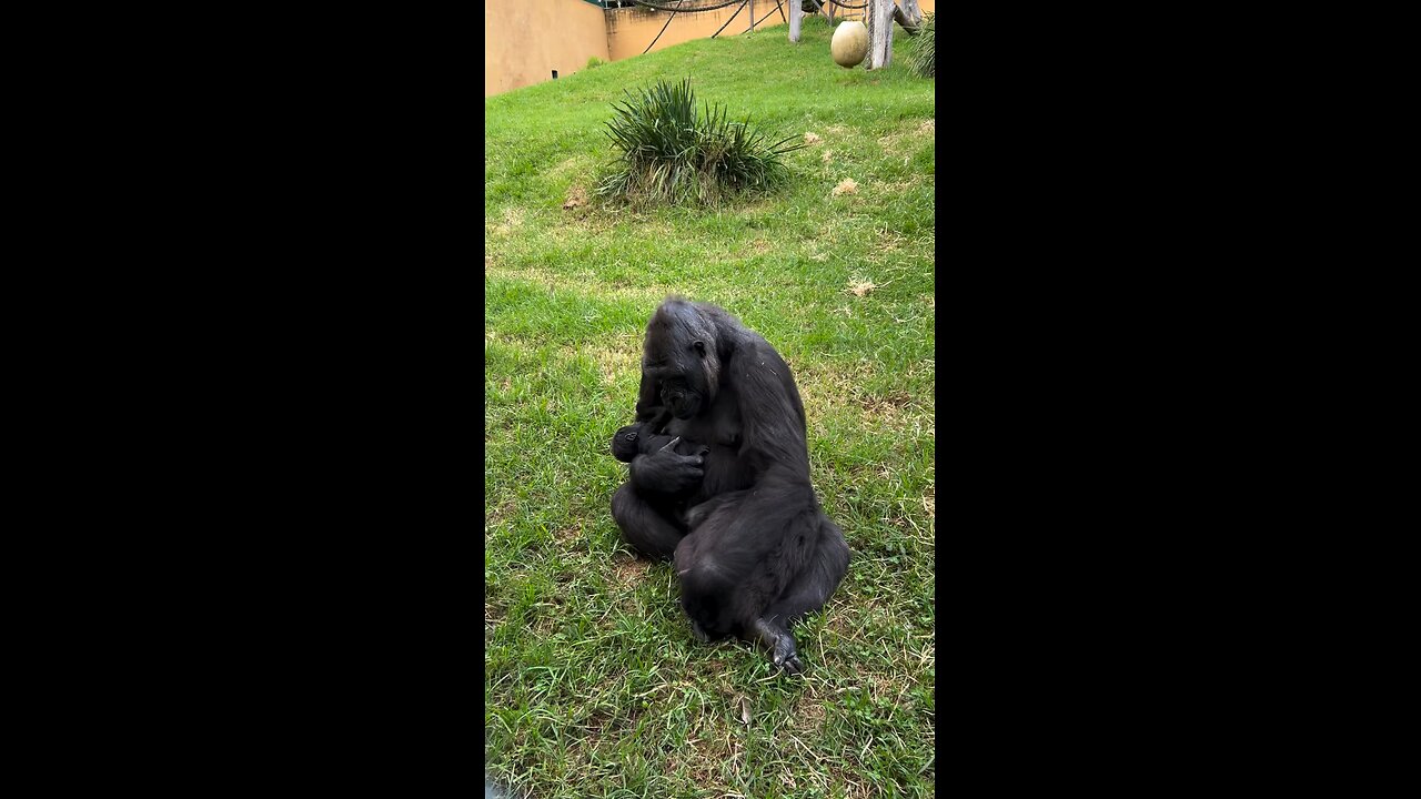 animal family 😁🤣😂