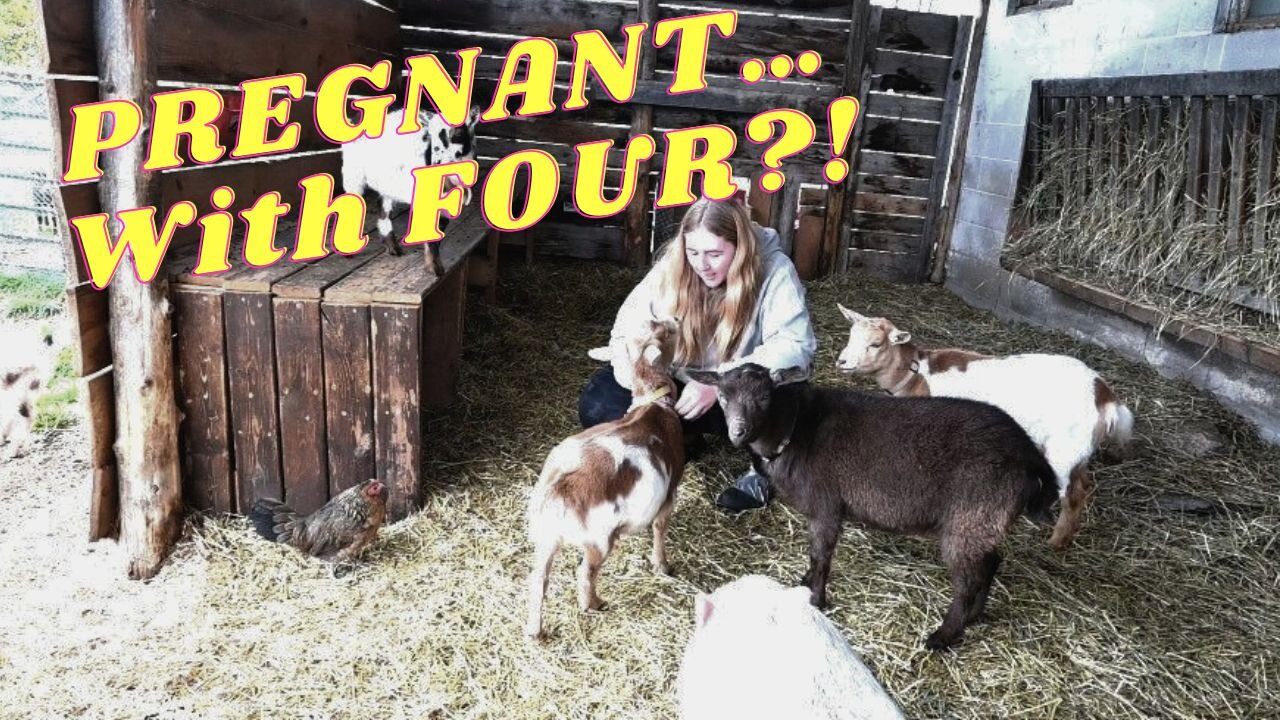 She's PREGNANT With 4 BABIES!
