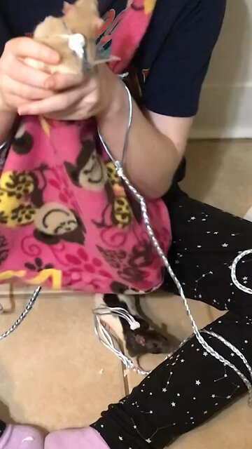 Young Fancy Rats Enid and Wednesday Enid Wants Cuddles, Wednesday Wants the Litter Box 😂