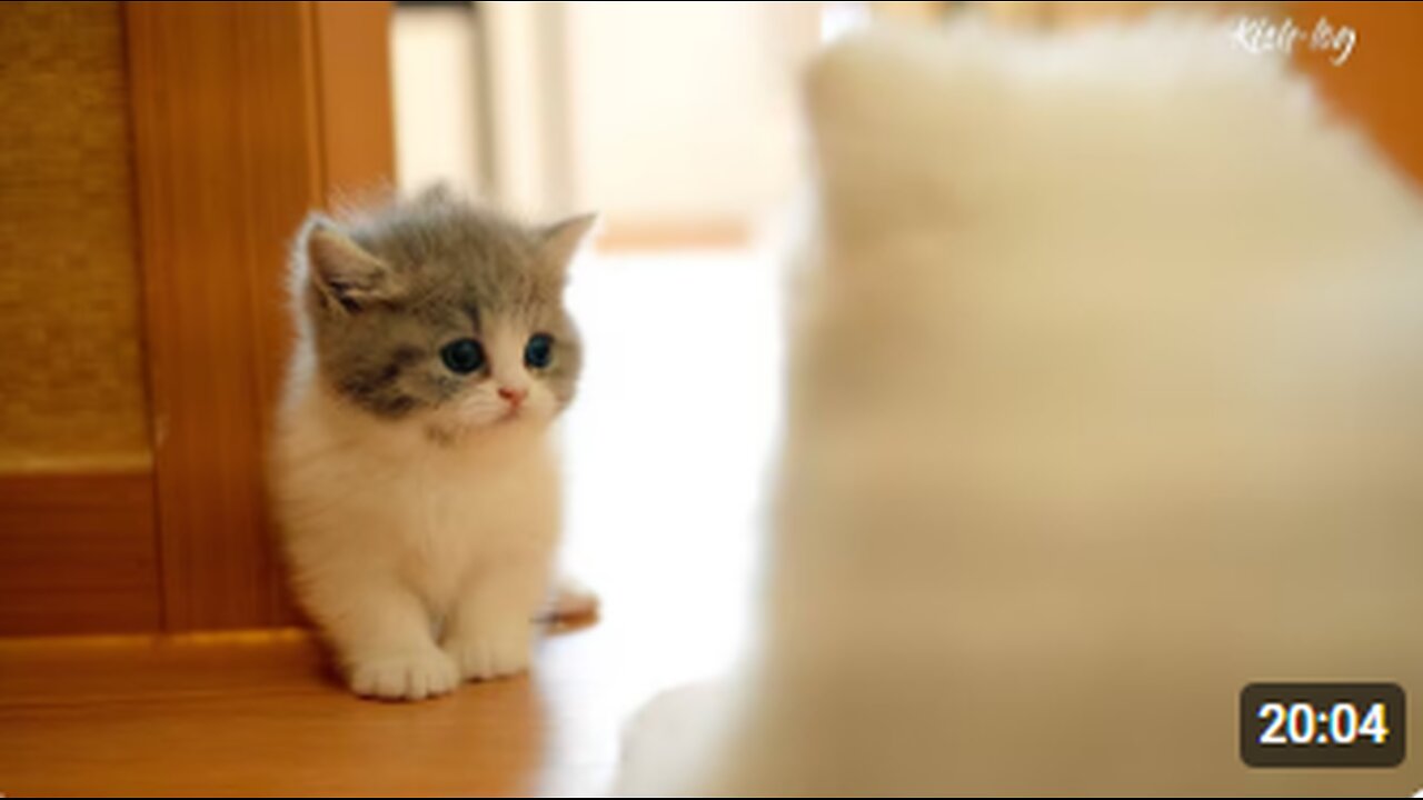 started to raise #kitten and #puppy together