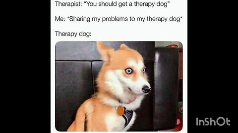 Me: *Sharing my problems to my therapy dog* Therapy dog: