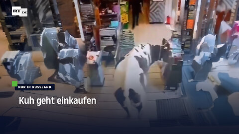 Nur in Russland: Kuh geht einkaufen