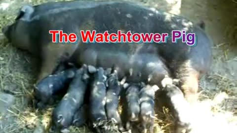 My most insane Jehovah's Witness song: Suck the Tit of Truth