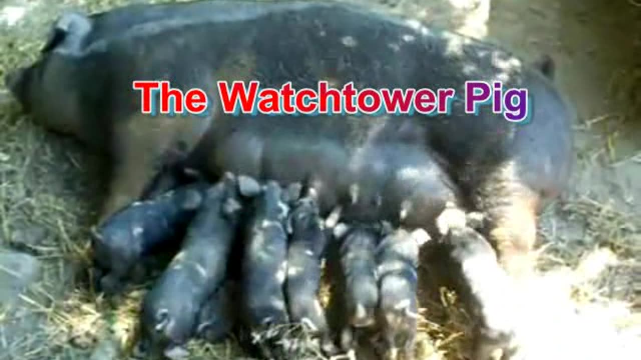 My most insane Jehovah's Witness song: Suck the Tit of Truth