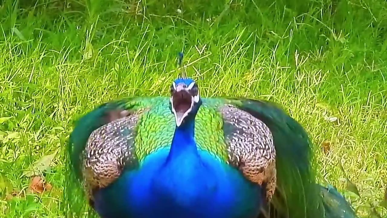 Peacock Sound #birds #peacock #animal #dog #cutecat