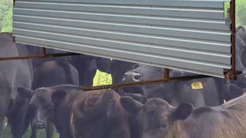 Freestanding Windbreak Panels