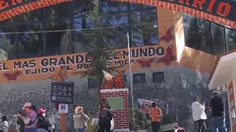 ¡Un espectáculo asombroso en los bosques de México!