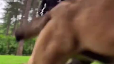 Training Pups