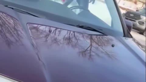 ICE HAD EVERY RIGHT TO SHOOT HER!!!