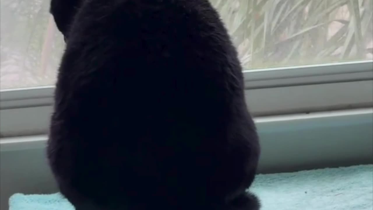 Cute Precious Piper Enjoys Spa Time - My Adopted Shelter Cat Vlog #shorts