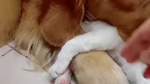 When a dog pet a cat | True animal friendship!