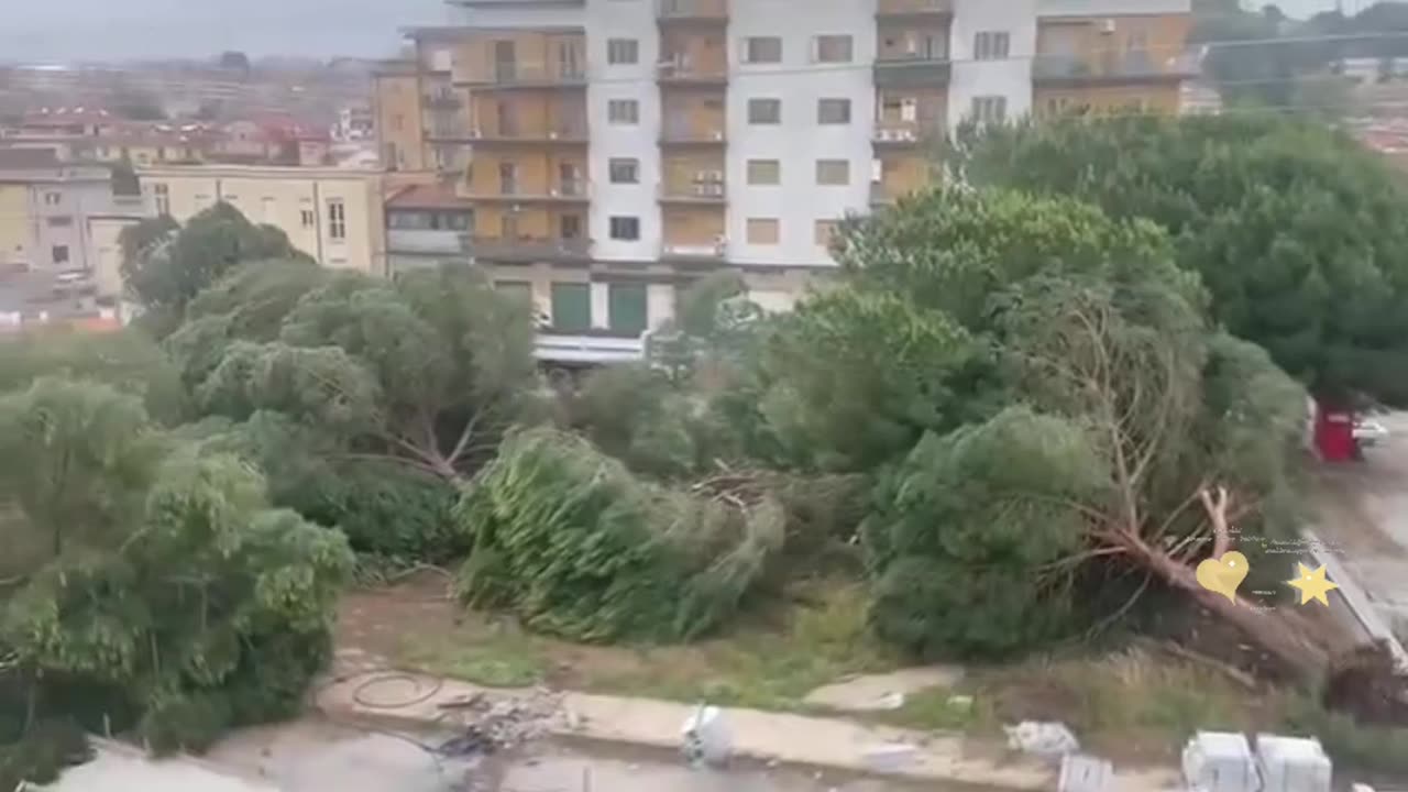 Abbattimento di alberi sani a Vibo Valentia