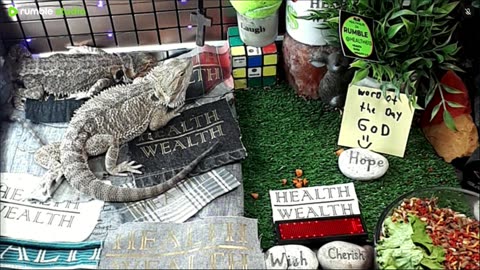 🔴LiveStream2025🔴04-27🍁🐉 Bearded🐲Dragons Day 28🔴 🍏Healthy4Life🐉 Mascots 🍎🐲 Meet Kobe & Health🐉 Day In The Life Of Bearded Dragons🐲🐉⭕Live🦎Streaming🔴