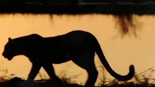 🐆 Terrifying Final Moments – Zubaida Jan's Fate Sealed by a Leopard! 😱🔥