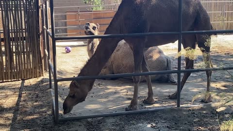 I recorded two Camels 🐪 on my iPhone from September 18 2025