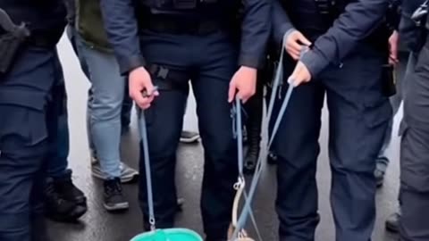 🐶🇲🇽 ICE Agents Arrest Chihuahua Squad! 😳🎭