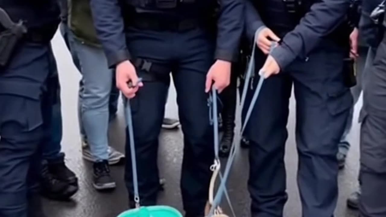 🐶🇲🇽 ICE Agents Arrest Chihuahua Squad! 😳🎭