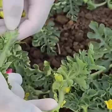 Watermelon farming in china