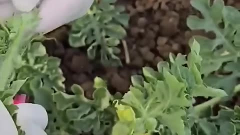 Watermelon farming in china
