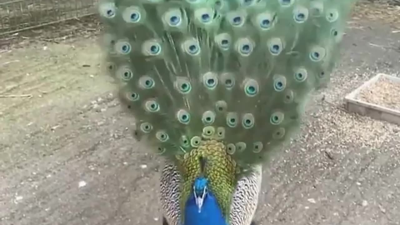 Peacock