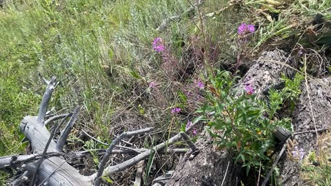 Volunteer Trail Work
