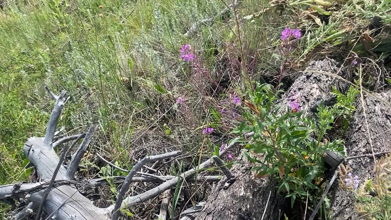 Volunteer Trail Work
