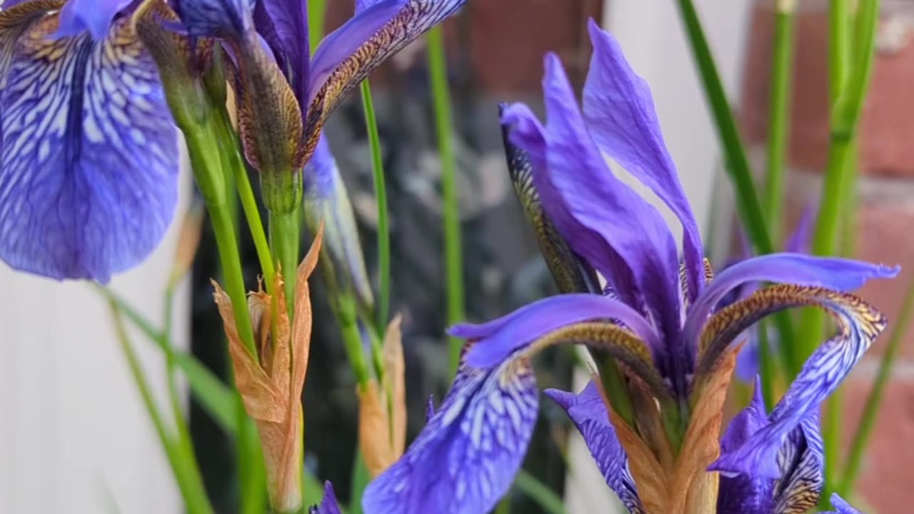 Blues iris