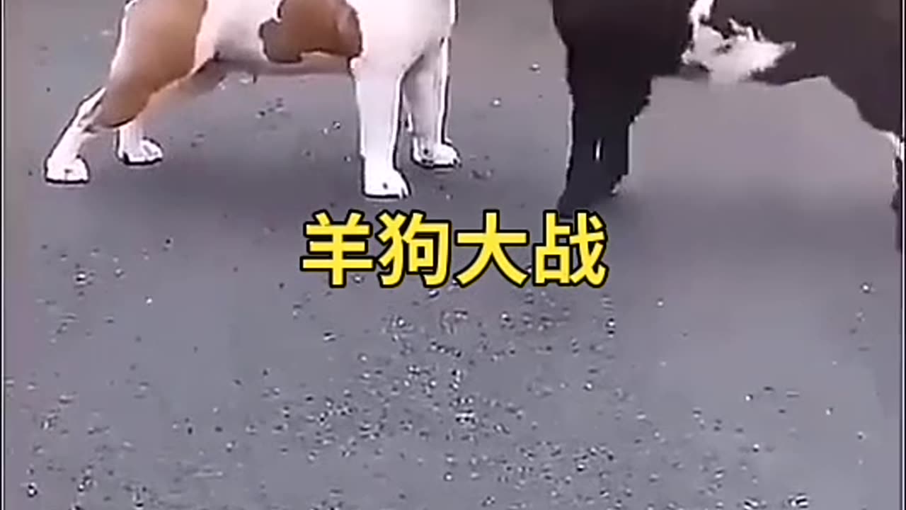 "Little Goat Challenges Dog with a Headbutt!" 🐐💥🐕#shorts