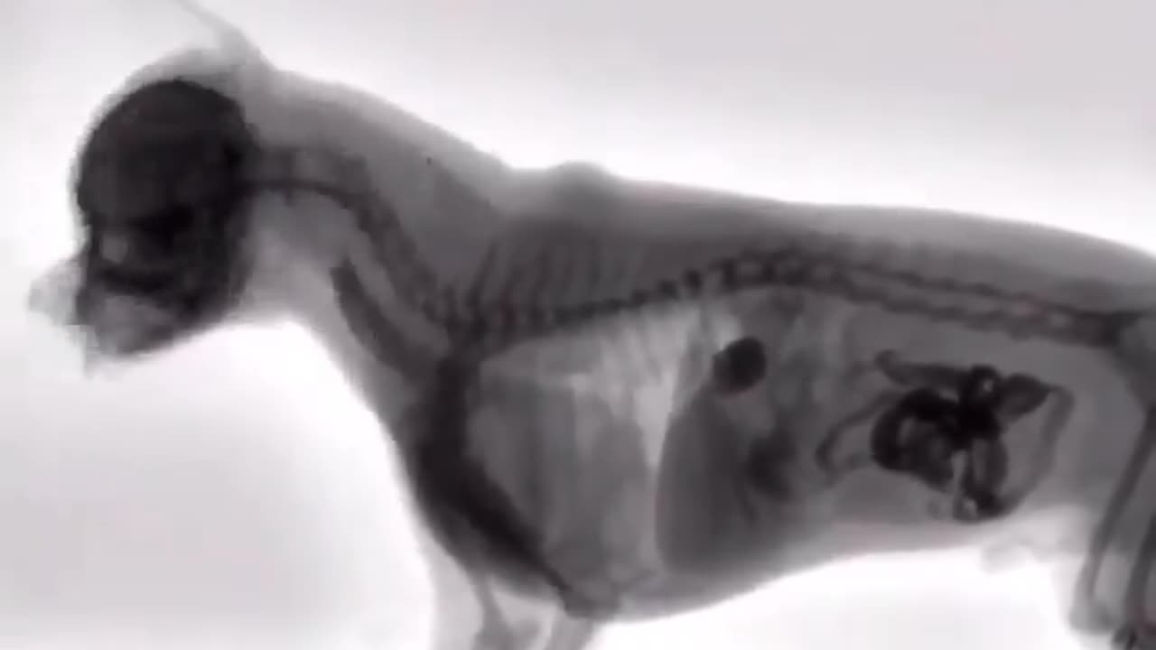 Fluoroscopy is an imaging technique that uses X-rays to obtain real-time moving image