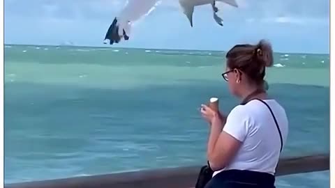 😂🐦 This Bird's Stealth Mode is HILARIOUS! Stealthy Bird | FunFM