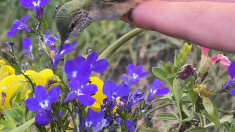 🤯🐦 Hummingbird Being Not Very Hummingbird! | FunFM