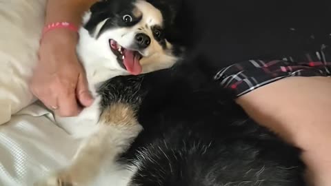 NEW ADDITION TO PAWNA #ourtruckinglife #truckesvlogs #truckdriver #reallifetrucker #longhaultrucker