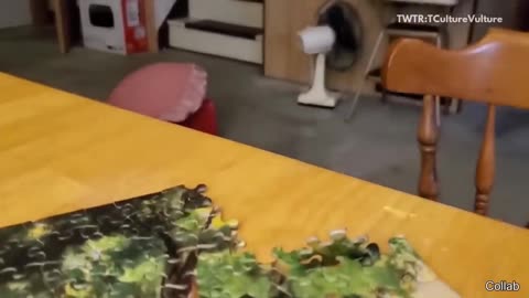 You’ll Love These Funny Cat Videos 😹 Best of 2026 | Cute & Funny Animal Video 2026