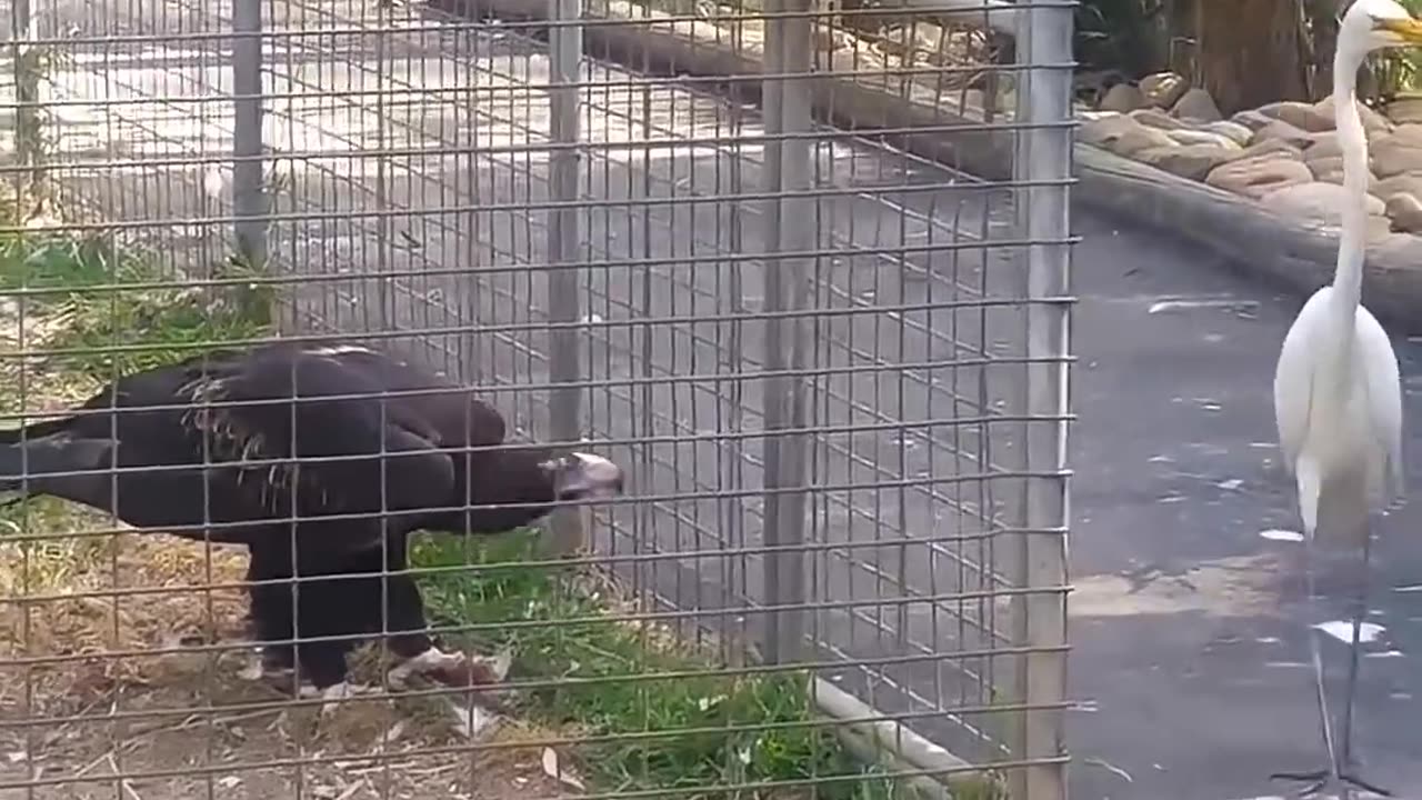 🤯🦅 Witness the Eagle's Dominance in Action! | FeedMyCuriosity