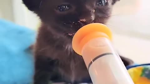 Feeding a Kitty in a Cowboy Hat