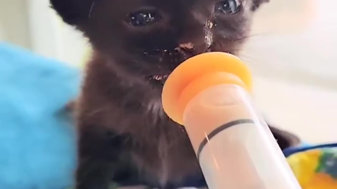Feeding a Kitty in a Cowboy Hat