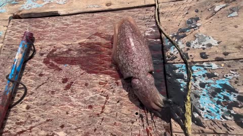 Fischerträume Ein Tag auf dem Java-Meer