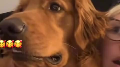 when dog watching horror movie