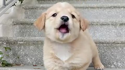 cute puppy adorable video