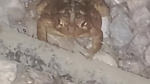 Look At This PHAT Toad
