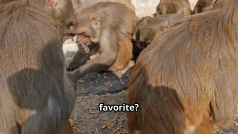 Animal Names For Kids