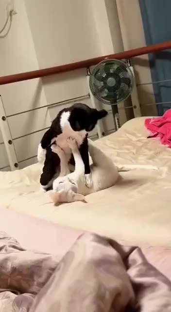 Mama said knock you out 🤣