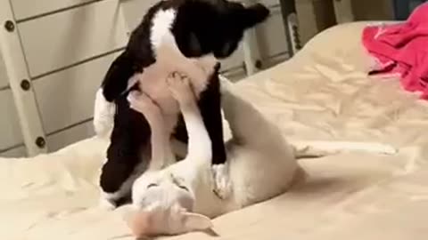 Mama said knock you out 🤣