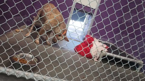 Bingo 1y Pet Id 947829 kennel 19 HSSAZ shelter_20250613_152025530