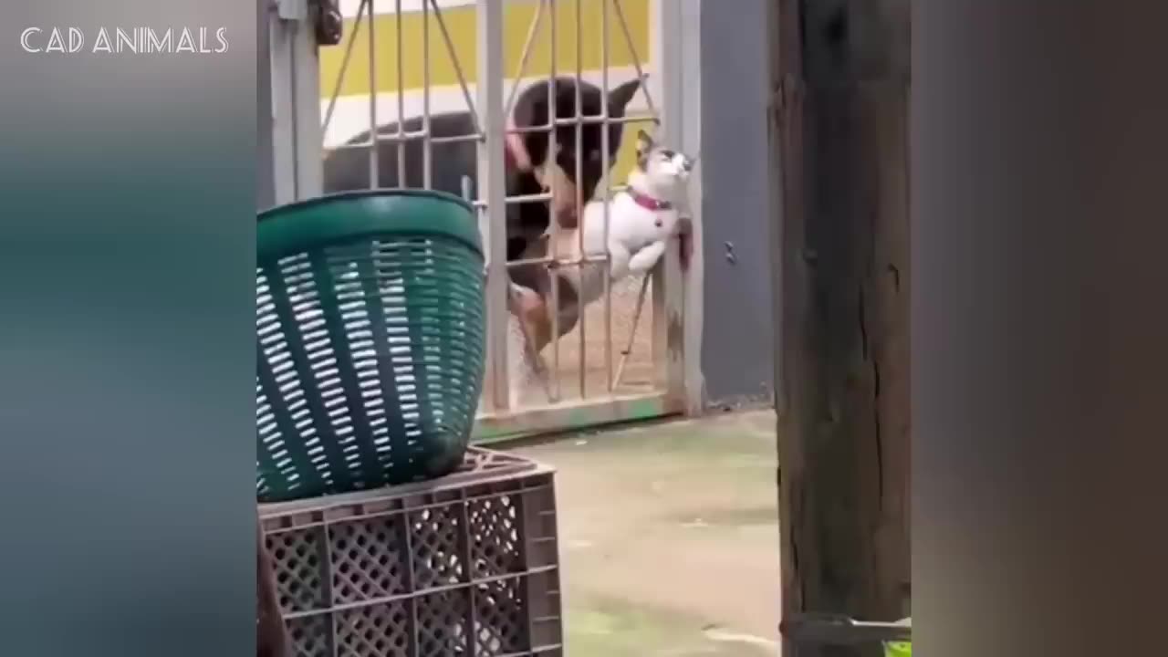 CATS vs DOGS- Strange Rivalries and Unexpected Friendships Compilation 2025