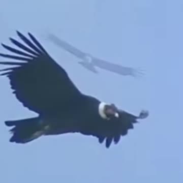 condor