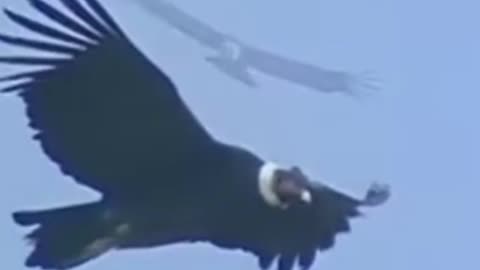condor